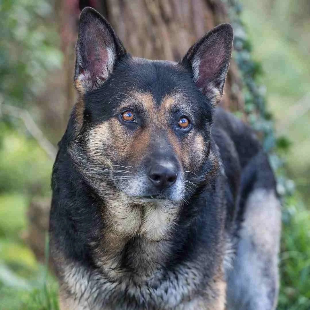 5 Best Guard Dogs to have as pets