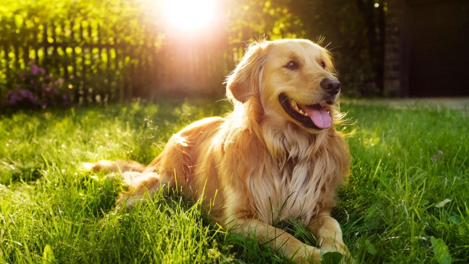 7 Smartest Dog Breeds in the World