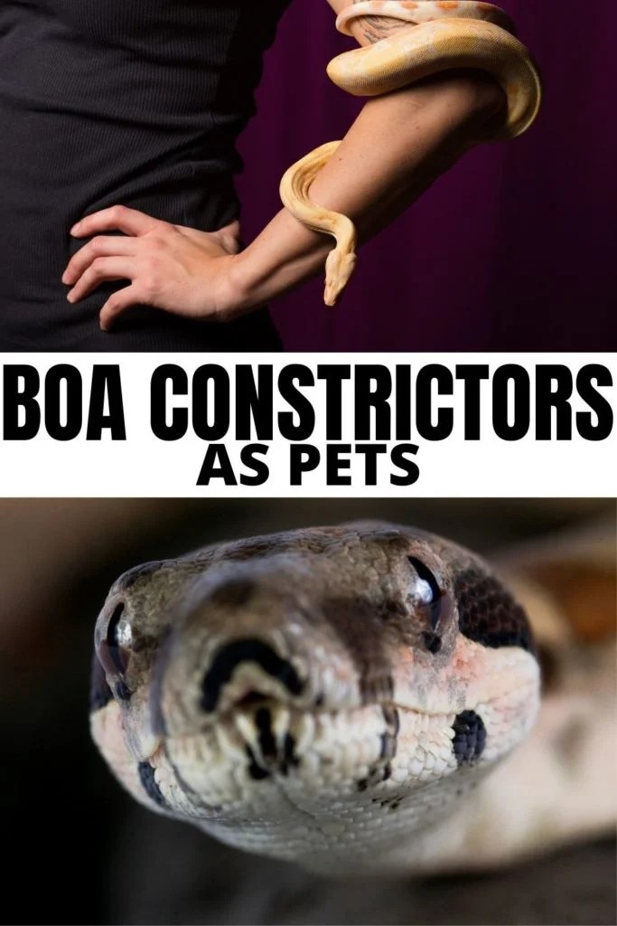Boa Constrictors As Pets Miles with Pets