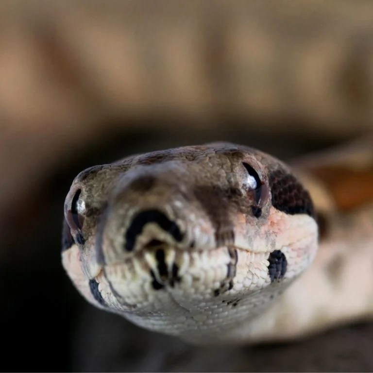 Boa Constrictors As Pets Miles with Pets