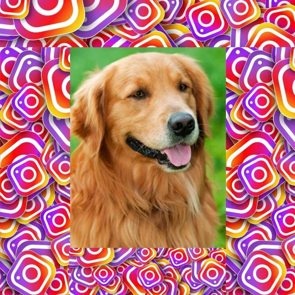 8 Ways to make your Dog Instagram Famous Miles with Pets