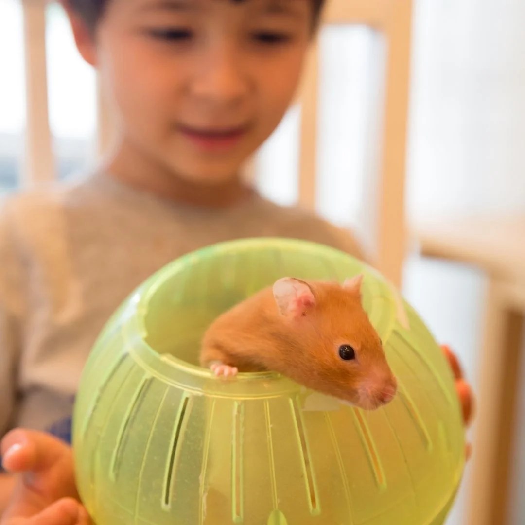 Hamsters as pets and 8 things to know before adopting them Miles with