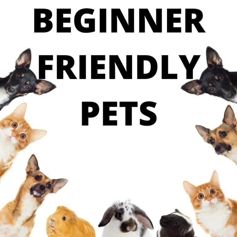 7 Beginner Friendly Pets That are Low Maintenance Miles 7 Beginner Friendly Pets That are Low Maintenance Miles