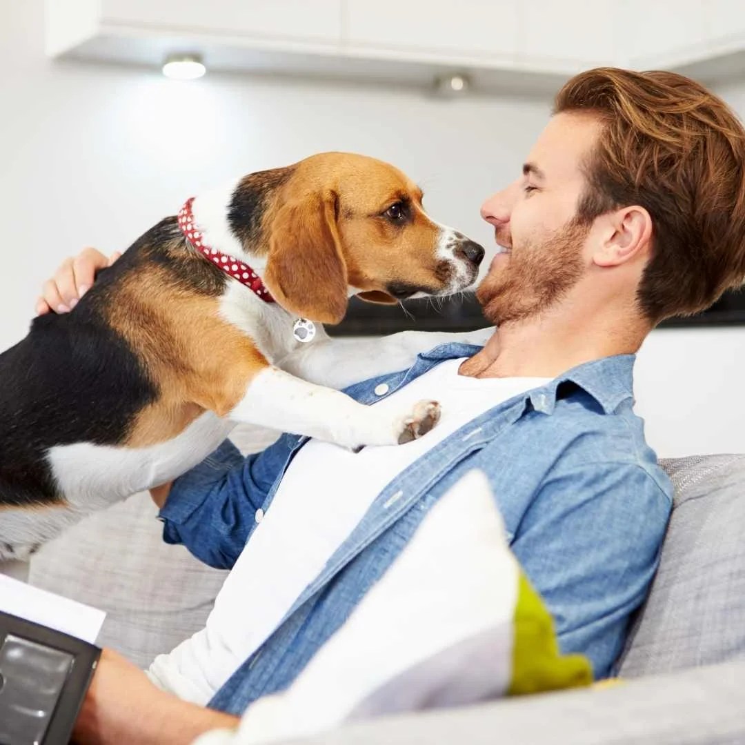 Pet Insurance and 8 reasons why you should get them Miles with Pets
