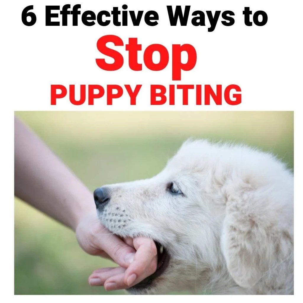 6 Easy and Effective ways to stop puppy biting Miles with Pets