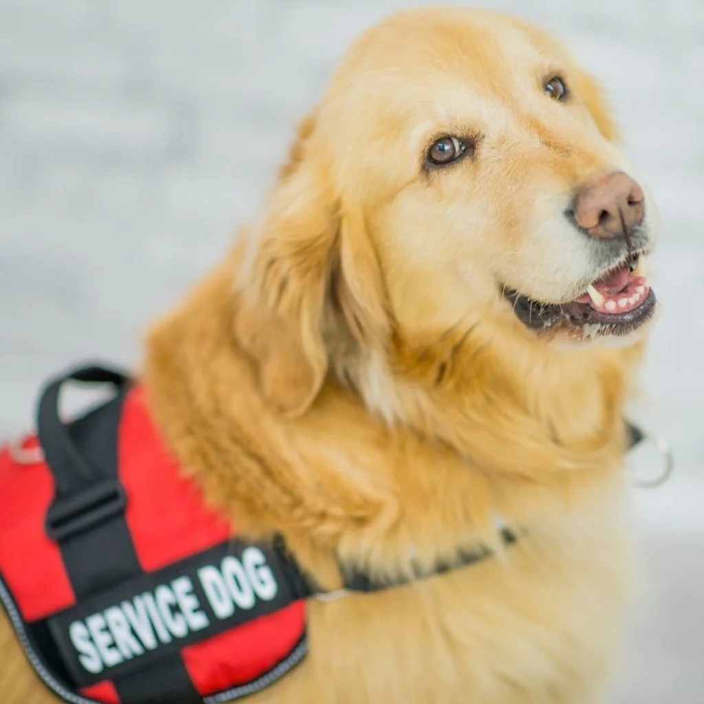 9 Different Types of Service Dogs that can save someone's life Miles