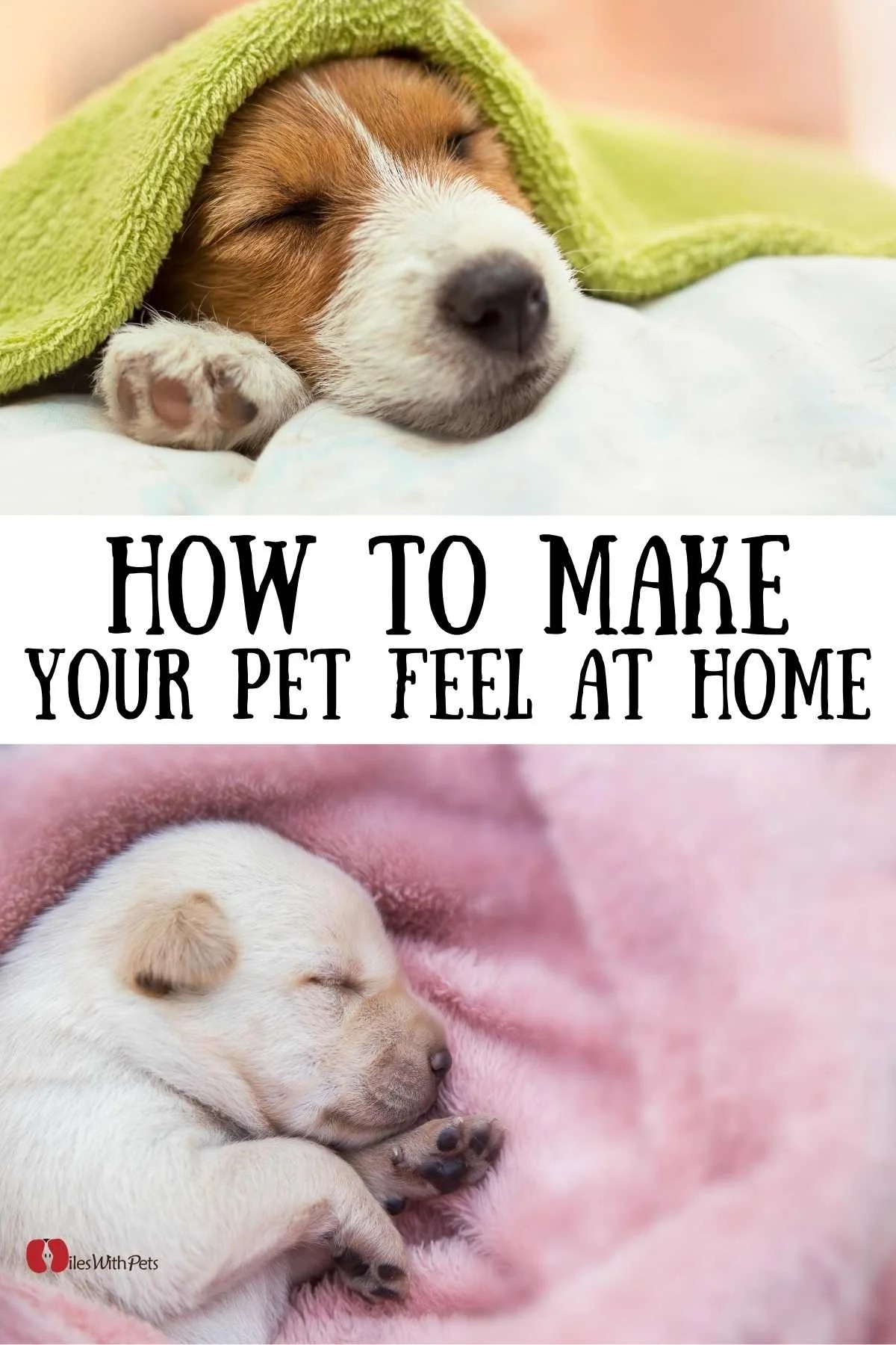 7 ways to make your pets feel comfortable at home Miles with Pets