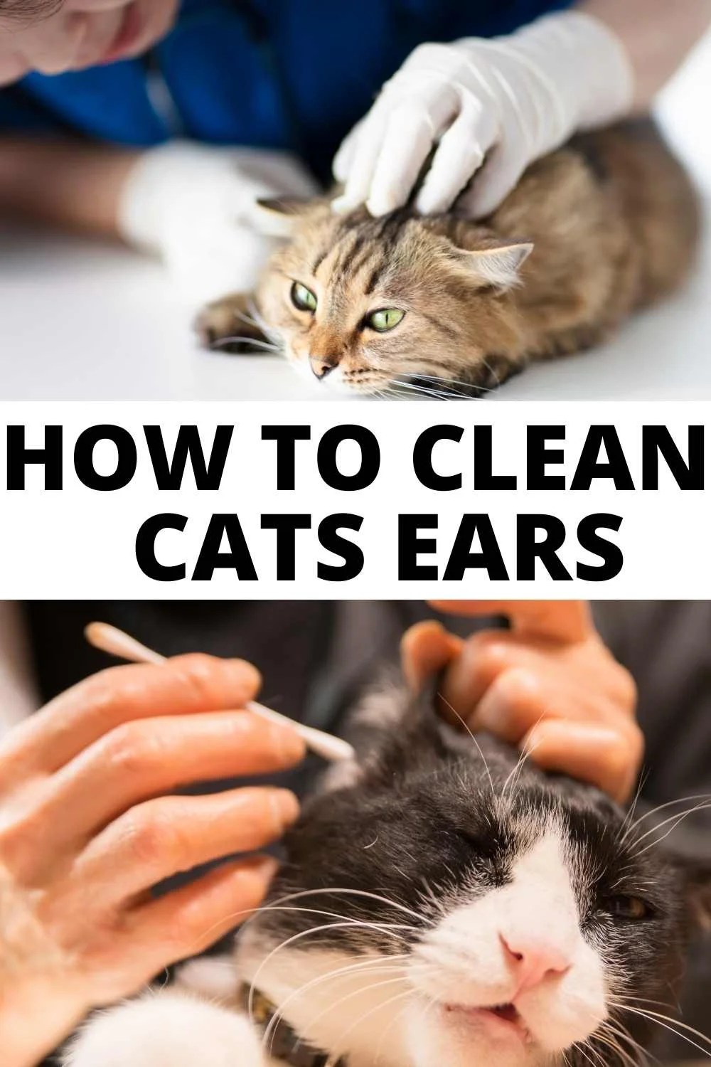 How to clean cat's ears with home remedies Miles with Pets