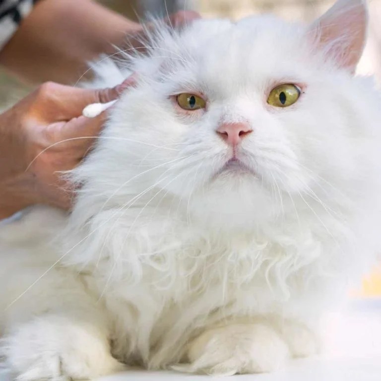 How to clean cat's ears with home remedies Miles with Pets