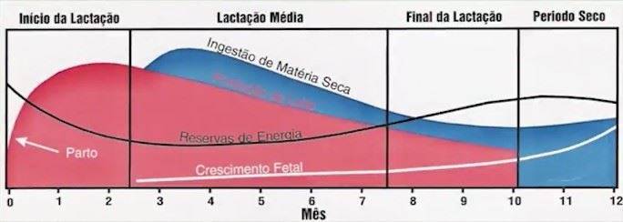 Curva de lactação é possível produzir mais leite? MilkPoint