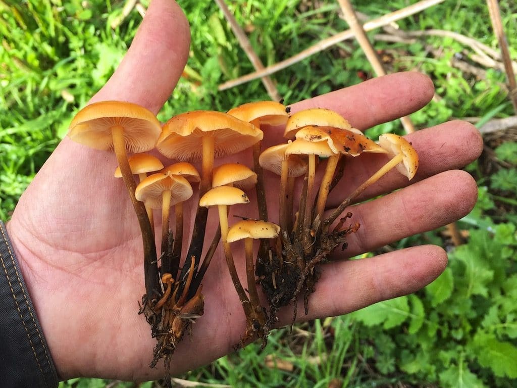 Growing Enokitake Mushrooms in the Currant Patch