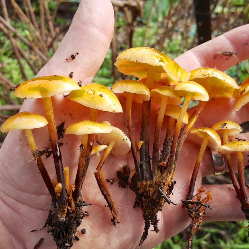 10 Best Mushrooms to Grow at Home Milkwood