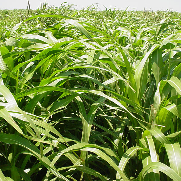 Pearl Millet Millborn Seeds