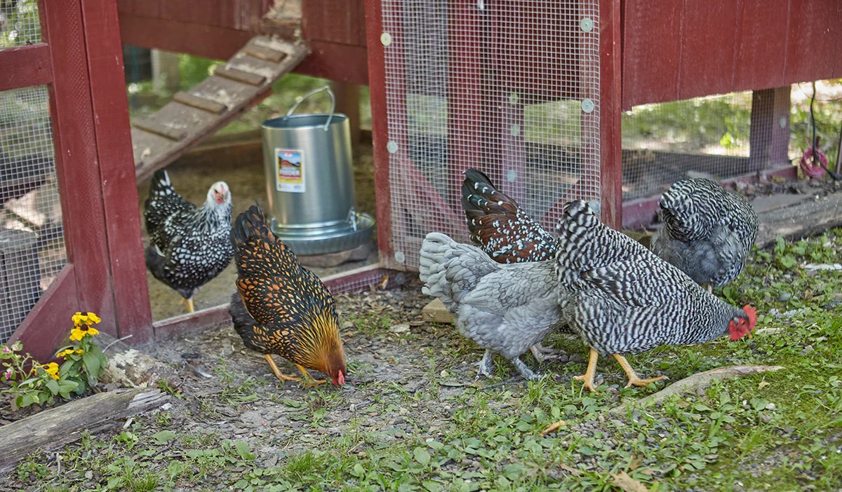 Why Keeping Backyard Chickens Is Important Miller Manufacturing