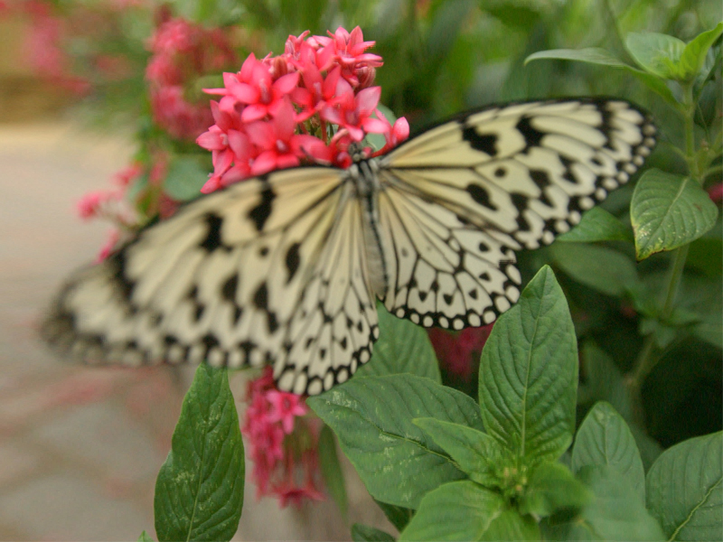 Miller Ferry PutinBay Attractions