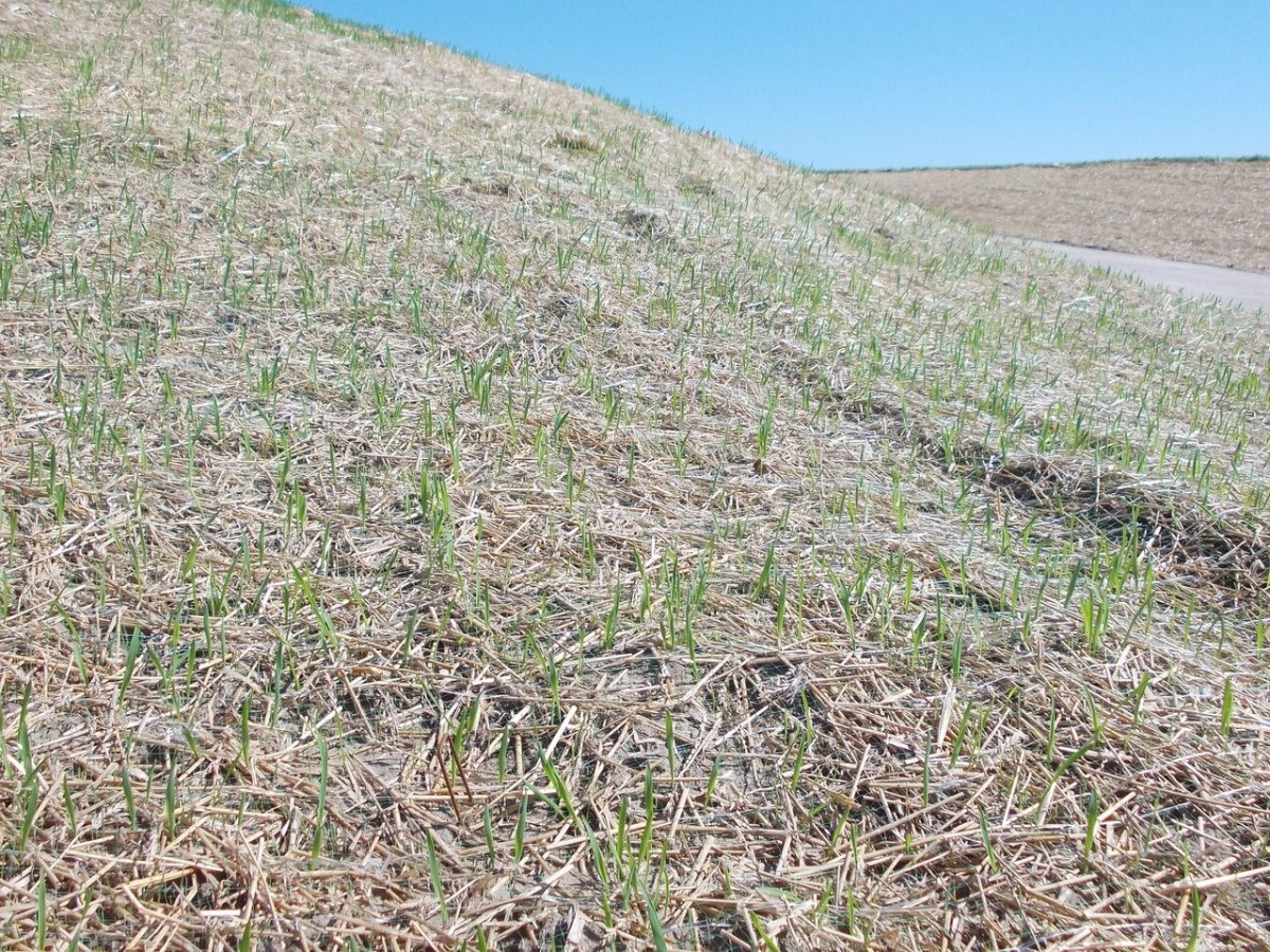 Degradable Erosion Control Blankets Miller Seed Company