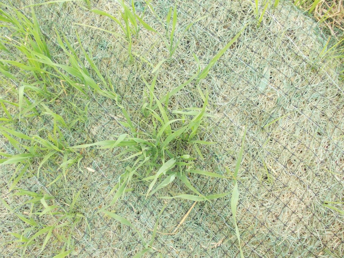 Degradable Erosion Control Blankets Miller Seed Company