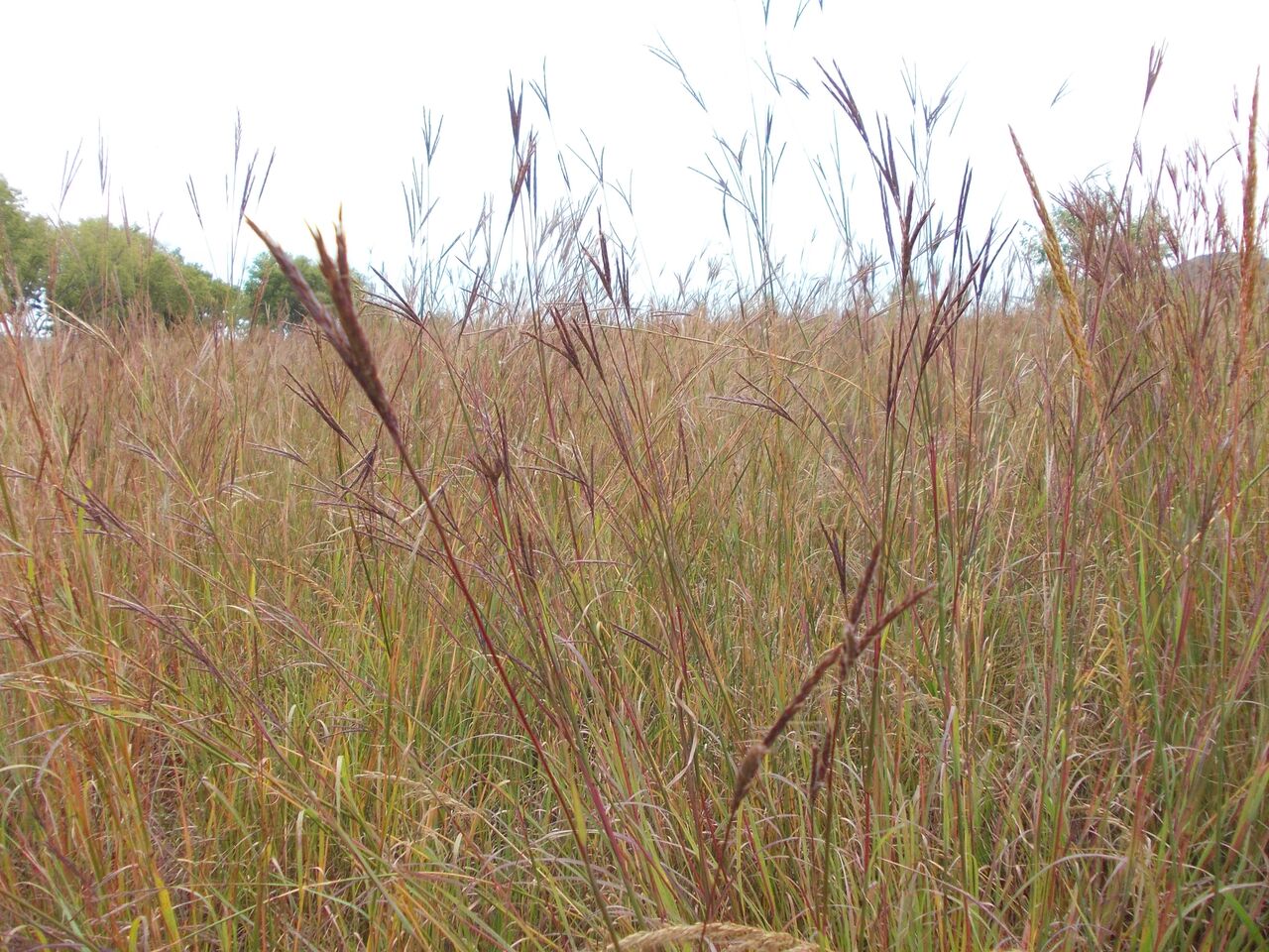 Native Grass Seeding Instruction Miller Seed Company