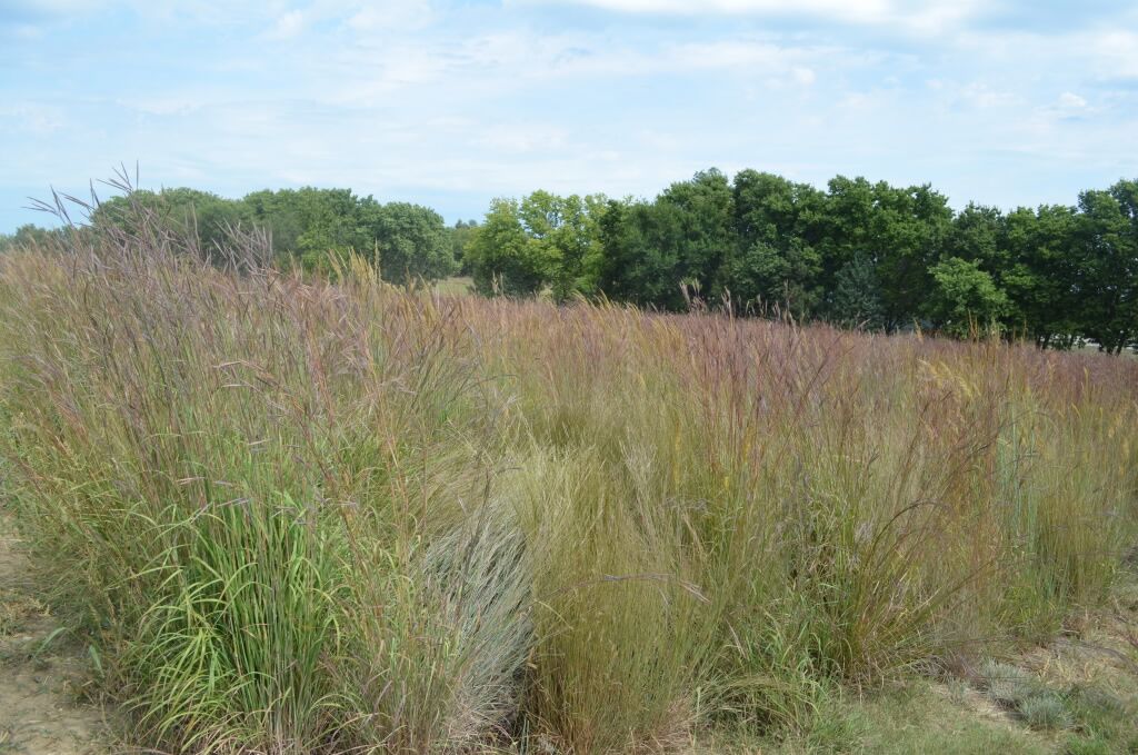 Horse Pasture Grass Seed Best Grass For Horses Horse Pets World