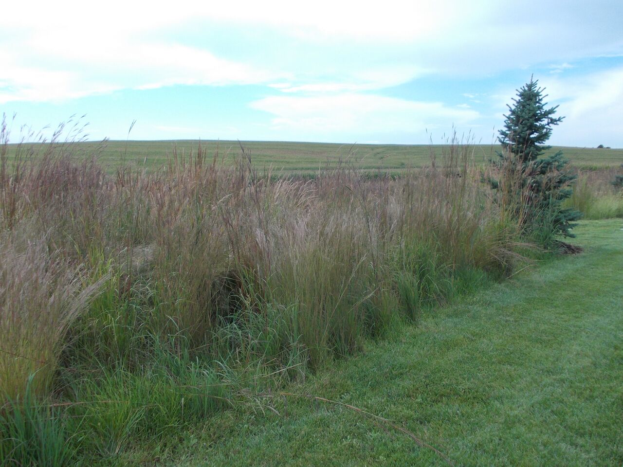 GrassesMillerSeedunspecified23 Miller Seed Company