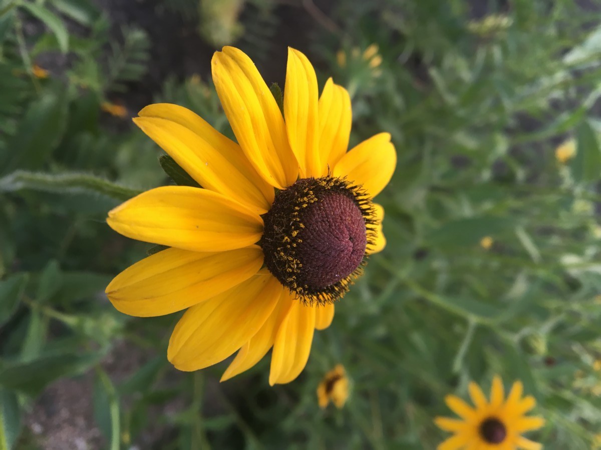 Wildflower Mix Miller Seed Company