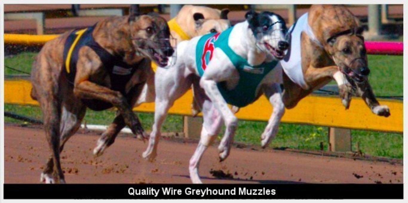 greyhound muzzle victoria