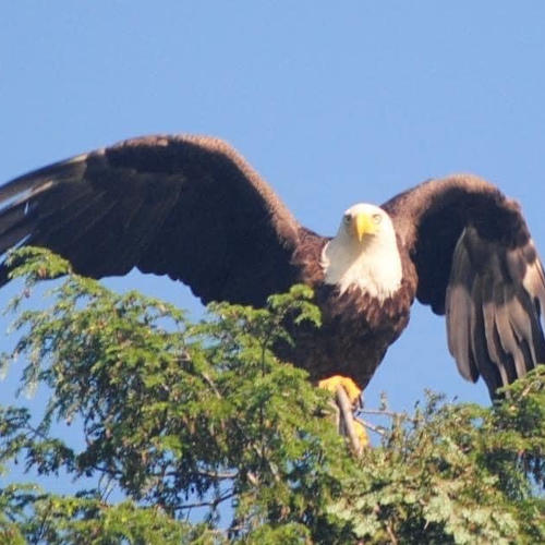 Mill Race Golf and Camping Resort, LLC Benton, PA