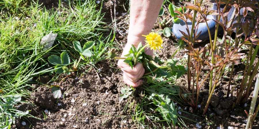 Get Rid of Dandelions in Your Lawn | Milorganite