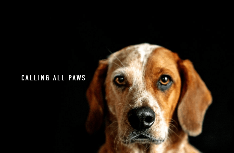 Calling All Paws The Milton Scene