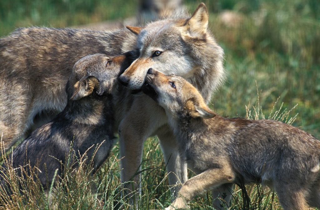 Inside the Bitter Debate Over How to Manage Wolves in Wisconsin