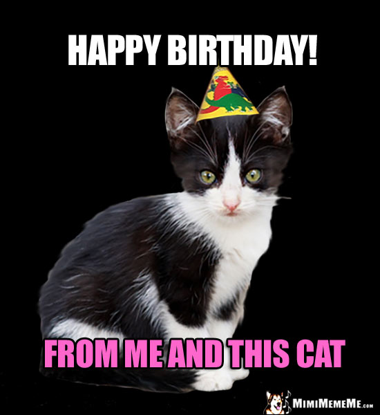 Cat Birthdays Are Funny! Happy PurrDay Humor, Hilarious Cat BDay