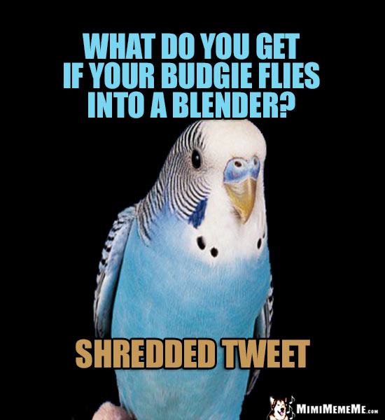 Funny Bird Jokes, Avian Humor, Cheep Birdie Laughs. Pg 2 MimiMemeMe