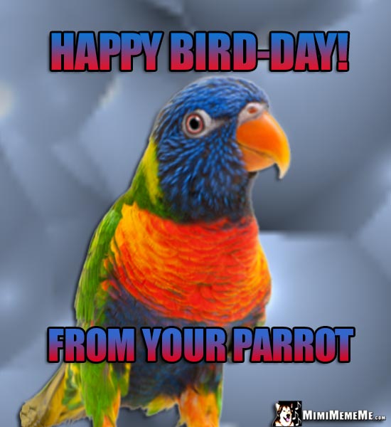BirdDays Are Funny! Happy Birthday Bird Humor, Hilarious Parrot BDay