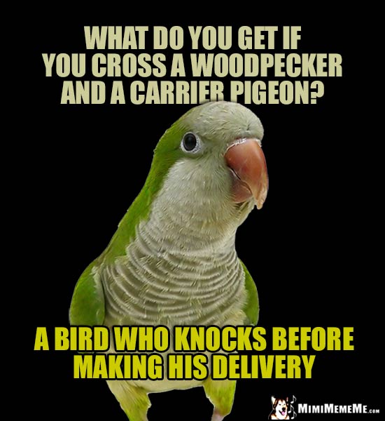 Quaker Parrot Tells Jokes and Riddles, Cheep LOLs, Funny Birdie Humor