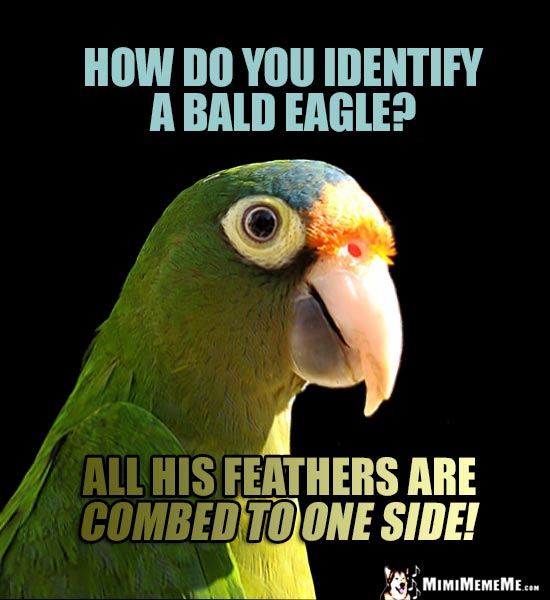 Funny Bird Jokes, Avian Humor, Cheep Birdie Laughs. Pg 1 of 2 MimiMemeMe