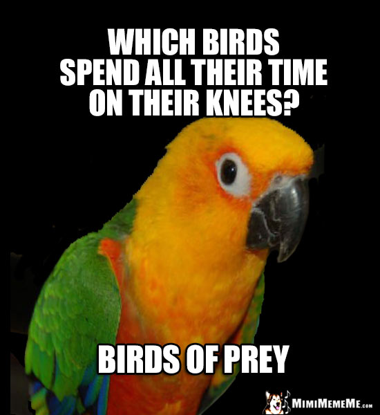 Bird Puns, Parrot Word Play, Cheep LOLs, Polly Humor. Pg 2 MimiMemeMe