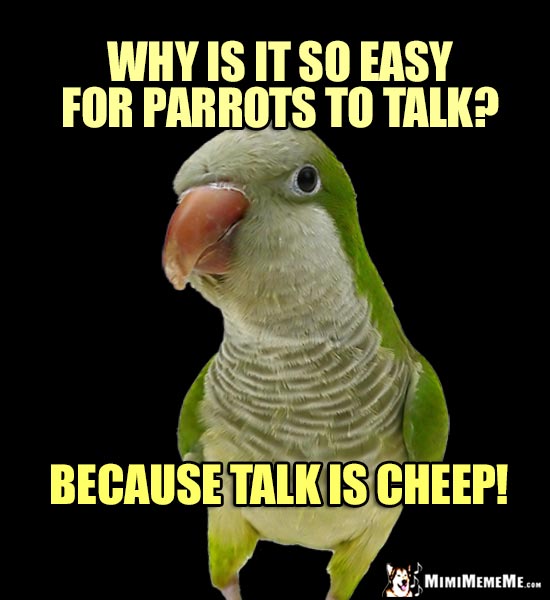 Quaker Parrot Tells Jokes and Riddles, Cheep LOLs, Funny Birdie Humor