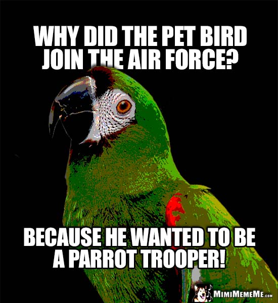 25 Best Parrot Puns Memes Where Memes We Know Memes Images and Photos