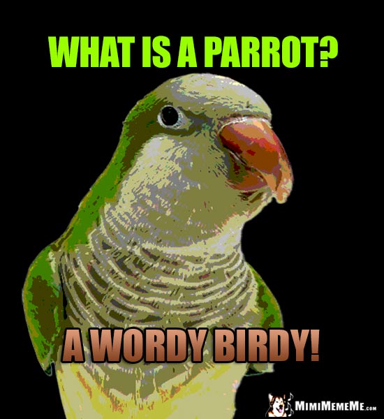 Quaker Parrot Tells Jokes and Riddles, Cheep LOLs, Funny Birdie Humor