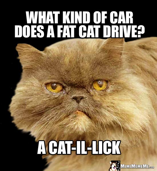 Cat Car Jokes, Auto Kitty Riddles, Funny Driving Cat Memes, Mewving