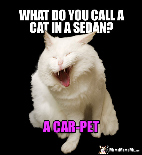 Cat Car Jokes, Auto Kitty Riddles, Funny Driving Cat Memes, Mewving