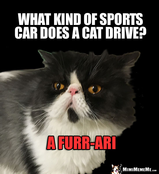 Cat Car Jokes, Auto Kitty Riddles, Funny Driving Cat Memes, Mewving