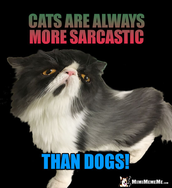 Funny Felines Tell Cat vs Dog Jokes, Cats Dissing Dogs Humor, Meow! Pg