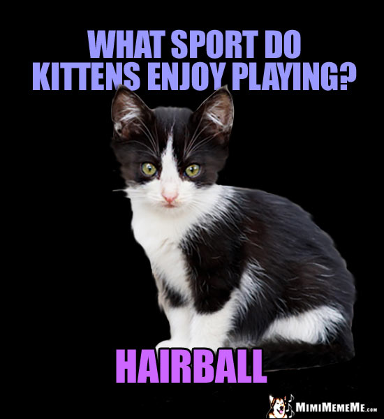 Kitten Jokes, Little Kitty Riddles, Funny Baby Cat Memes, Cute Kitteh