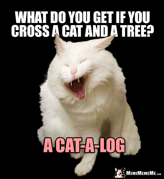 Funny Cat Riddles, Corny Kitty Jokes, Catty Q & A Humor. Pg 3 MimiMemeMe