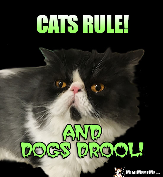 Funny Felines Tell Cat vs Dog Jokes, Cats Dissing Dogs Humor, Meow! Pg