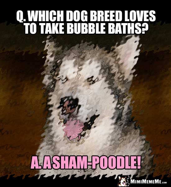 Dog Breed Jokes, Funny Dog Breeds, Inbred Pedigree Humor Pg 4 MimiMemeMe