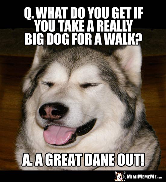 Dog Breed Jokes, Funny Dog Breeds, Pedigree Humor Pg 6 MimiMemeMe