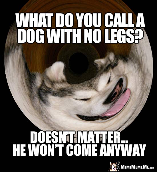 Howling Funny Dog Jokes, Doggie Style One Liners, Canine Comedy Growls. Pg 7 MimiMemeMe