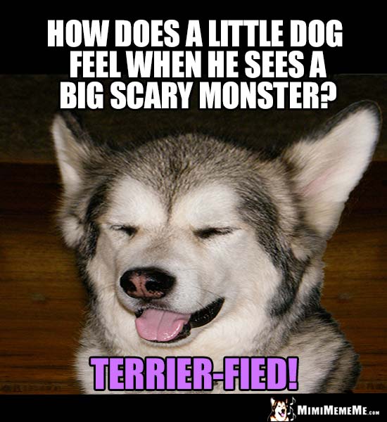 Dog Breed Jokes, Funny Dog Breeds, Pedigree Humor Pg 6 MimiMemeMe